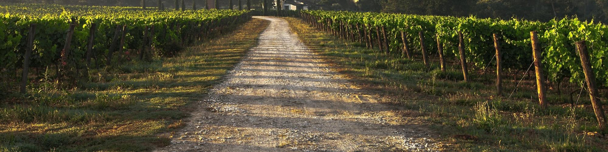 Vignes